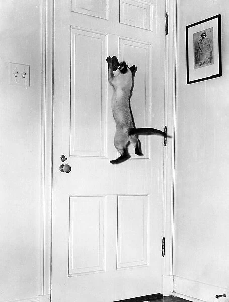 Siamese Cat opens spy hole on front door