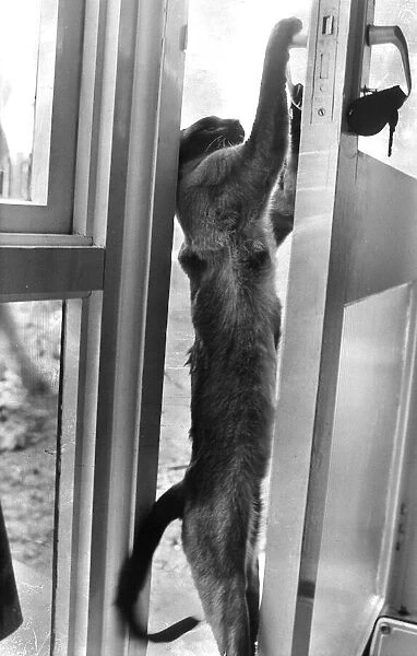 Siamese cat pulls on door handle opens door A©Mirrorpix