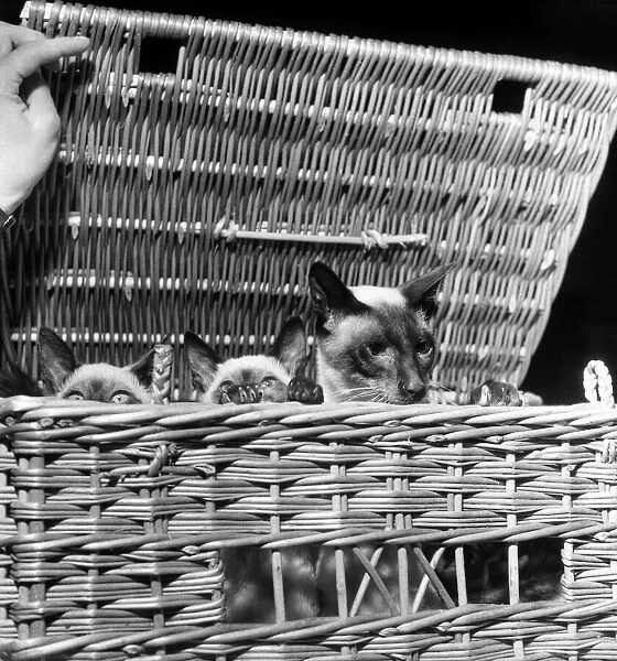 Siamese cats at festival of cats show at Royal Horticultive Hall. July 1952 C3812