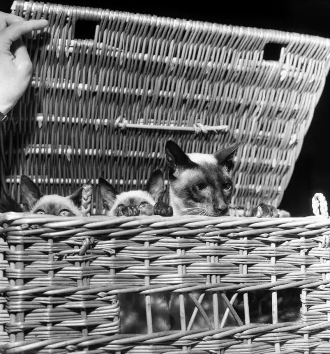Framed Print : Siamese cats at festival of cats show at Royal Horticultive Hall. July 1952 C3812