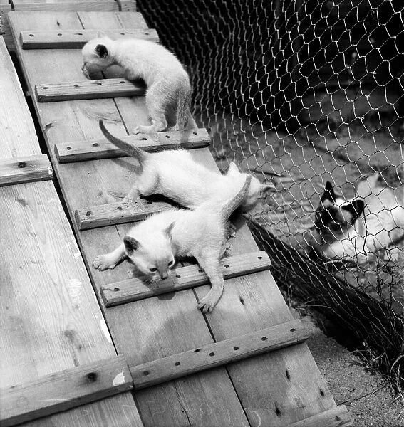 Siamese Cats. March 1950 O19657-001