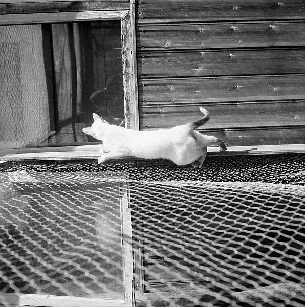 Siamese Cats. March 1950 O19657-002