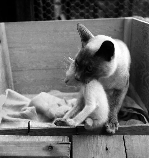 Siamese Cats. March 1950 O19657