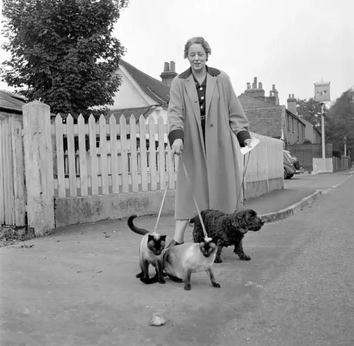 Framed Print : Siamese cats with their owners. 1954 A120-002