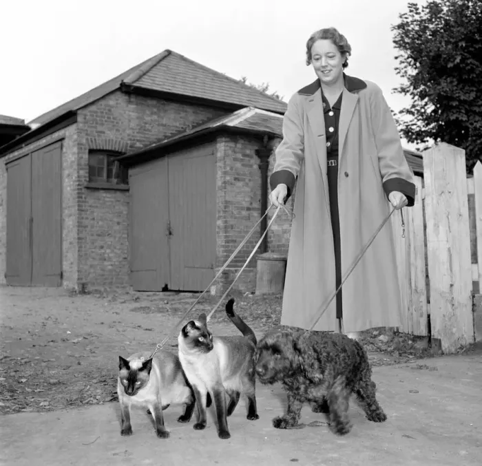 Framed Print : Siamese cats with their owners. 1954 A120-003 Framed Print : Siamese cats with their owners. 1954 A120-003