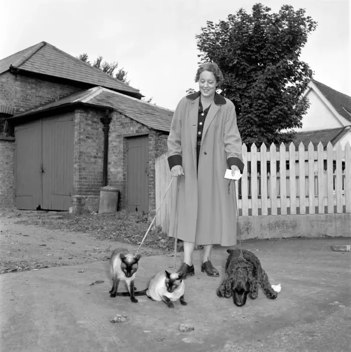 Framed Print : Siamese cats with their owners. 1954 A120-004