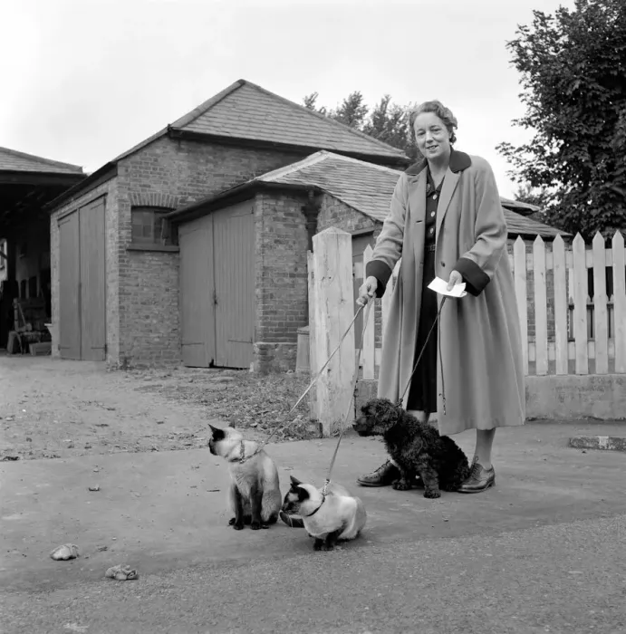 Framed Print : Siamese cats with their owners. 1954 A120-005 Framed Print : Siamese cats with their owners. 1954 A120-005