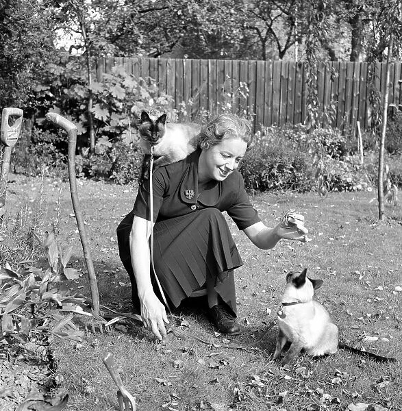 Siamese cats with their owners. 1954 A120-010