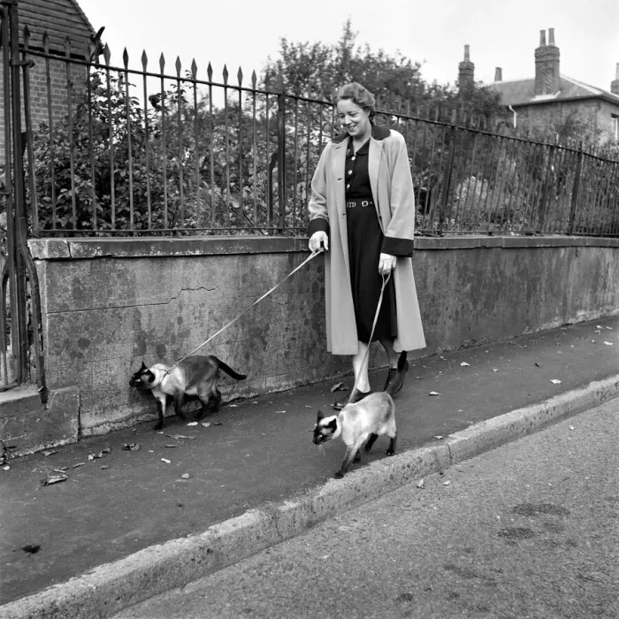 Framed Print : Siamese cats with their owners. 1954 A120-011 Framed Print : Siamese cats with their owners. 1954 A120-011