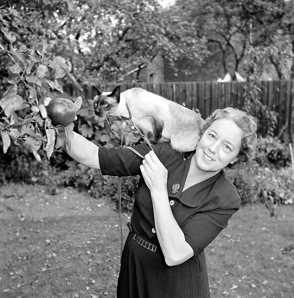 Siamese cats with their owners. 1954 A120