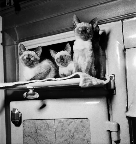 Siamese kittens belonging to Mrs. E. W. Wridgway sitting on top of the oven for warmth