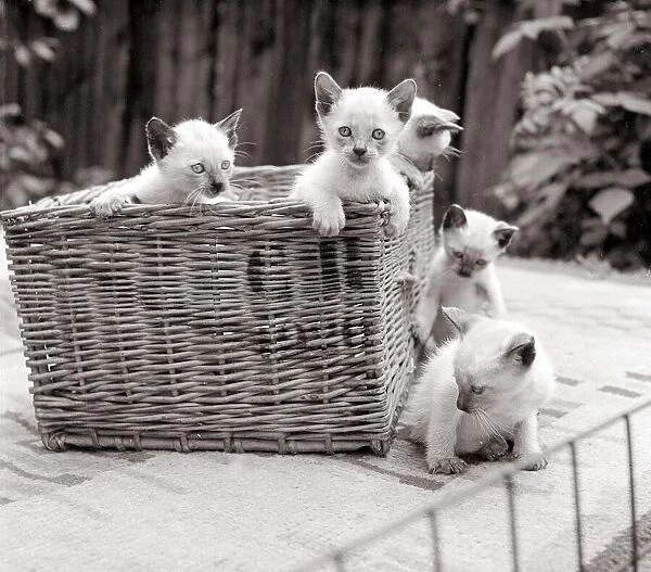 Siamese kittens playing in a basket circa 1960s cat cats animal animals pets cute