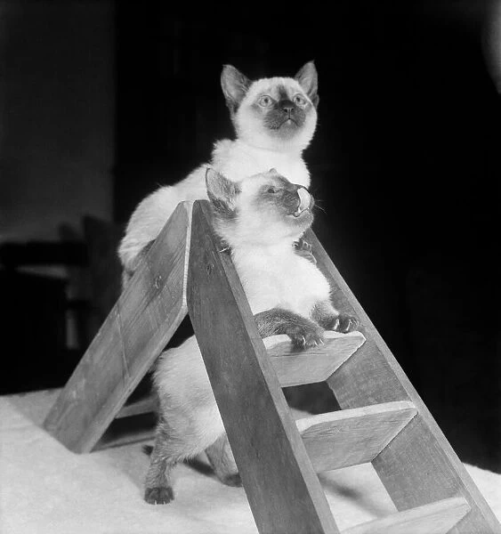 Siamese kittens playing on a small pair of step ladders