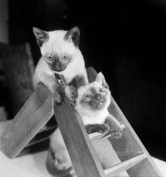Framed Print : Siamese kittens playing on a small pair of step ladders Framed Print : Siamese kittens playing on a small pair of step ladders