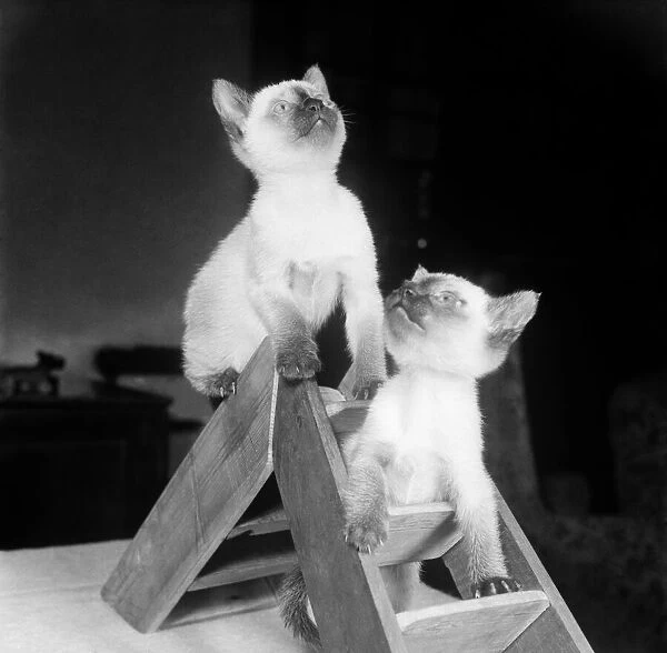 Siamese kittens playing on a small pair of step ladders