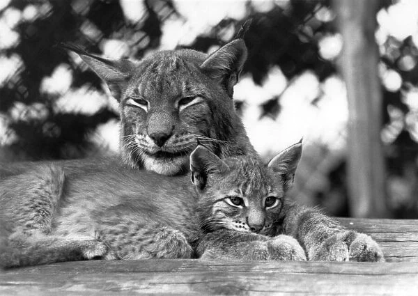 Siberian Lynx Ilka of Howletts Zoo, Canterbury, relaxes with her 14-week old cub