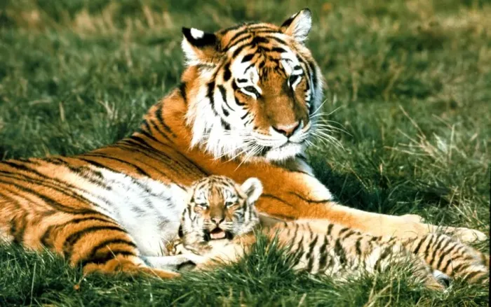 Framed Print : Siberian Tiger with cub at Marwell Zoo Park near Winchester, Hants November 1975 Framed Print : Siberian Tiger with cub at Marwell Zoo Park near Winchester, Hants November 1975