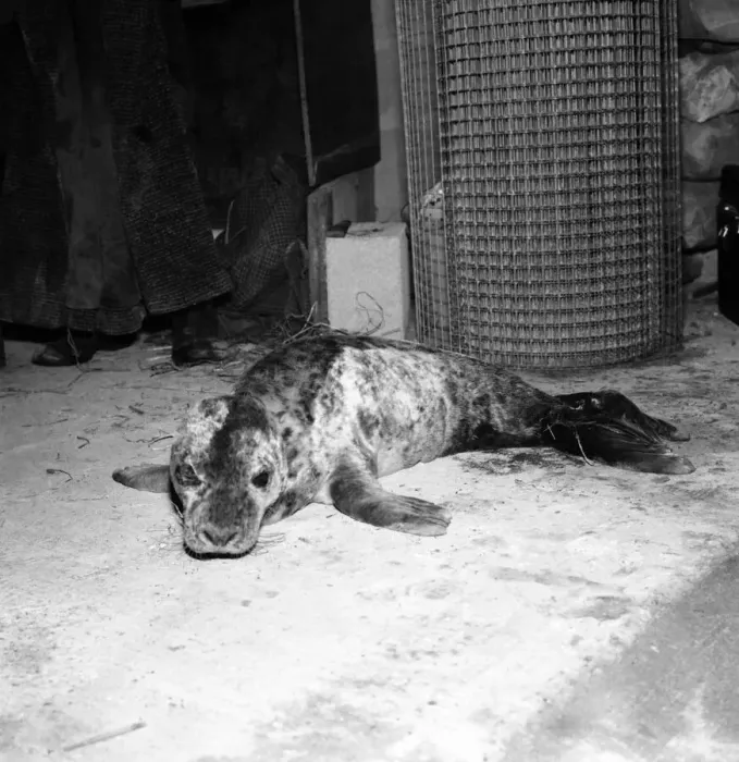 Framed Print : A sick seal which has recently been rescued by Ken Jones of St. Agnes, Cornwall Framed Print : A sick seal which has recently been rescued by Ken Jones of St. Agnes, Cornwall