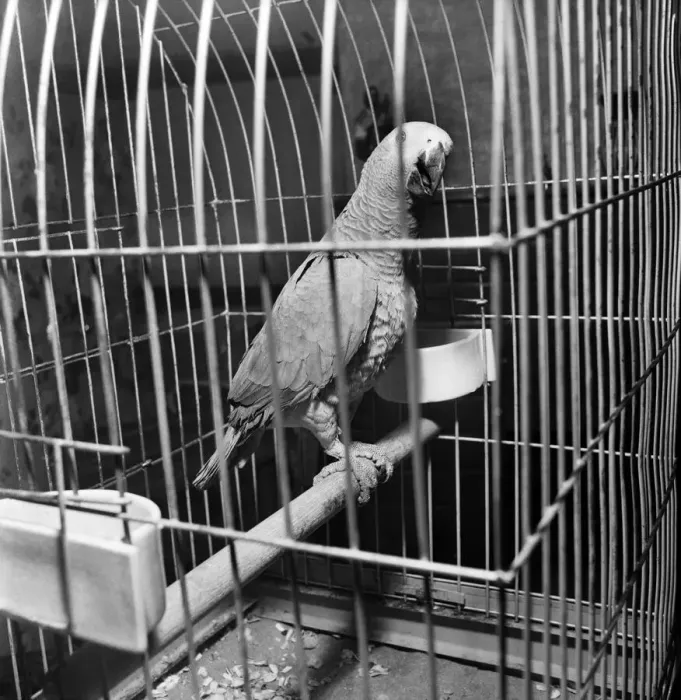 Framed Print : Sid - the African grey parrot. December 1969 Z11857 Framed Print : Sid - the African grey parrot. December 1969 Z11857