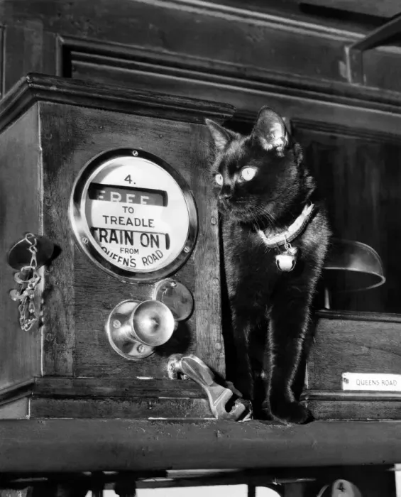 Framed Print : Signal the cat who lives in the Queens Road signal box is quite at home in the box Framed Print : Signal the cat who lives in the Queens Road signal box is quite at home in the box