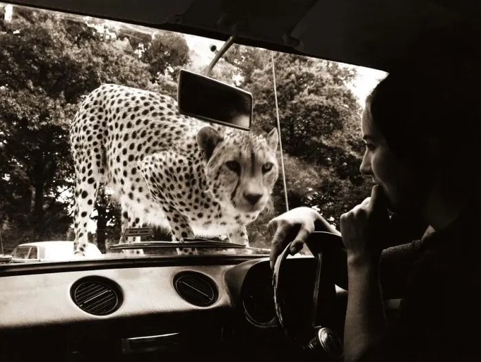 Framed Print : Sikuku the Cheetah peers into a car driven by Anne Doe at Woburn wild animal kingdom