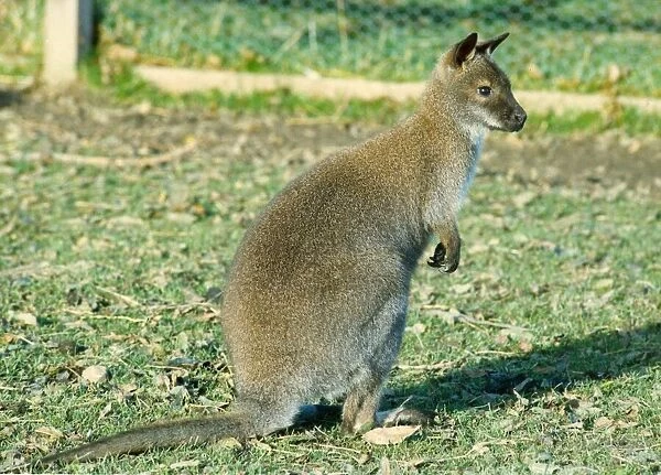 A still silent wallaby