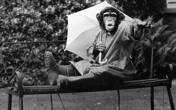 What a silly shower, says Jolly the four year old chimp from Twycross Zoo, near Tamworth