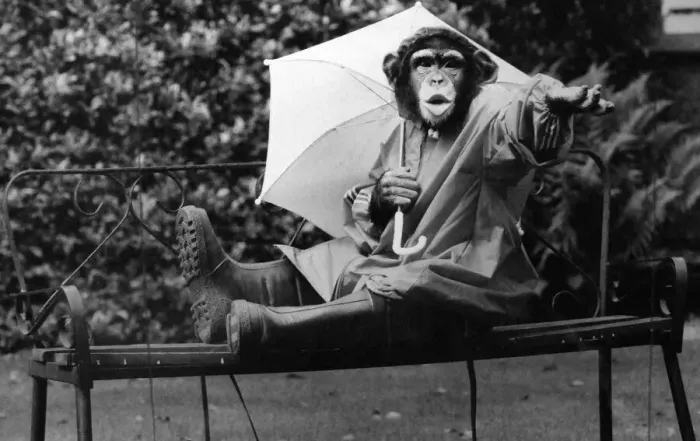 Framed Print : What a silly shower, says Jolly the four year old chimp from Twycross Zoo, near Tamworth