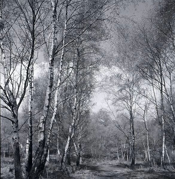 Silver birch wood scene at Stanmore Common Weather seasons Country Scene