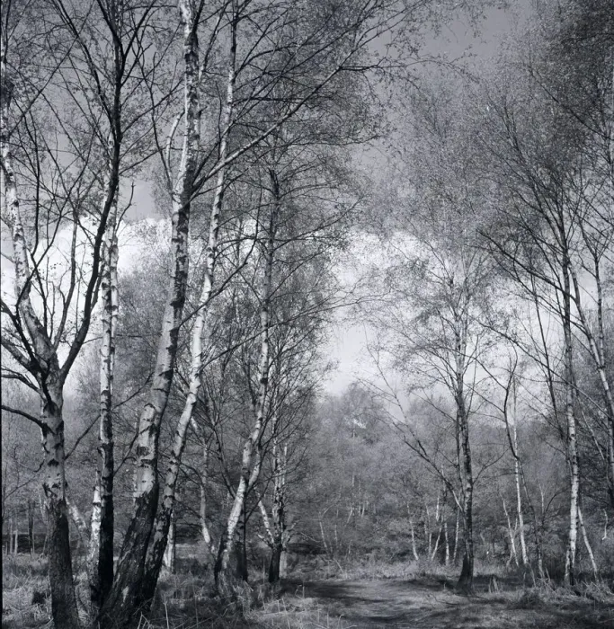 Framed Print : Silver birch wood scene at Stanmore Common Weather seasons Country Scene Framed Print : Silver birch wood scene at Stanmore Common Weather seasons Country Scene