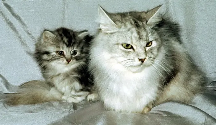 Framed Print : A silver spotted tabby cat with a young kitten February 1989 animal animals cute Framed Print : A silver spotted tabby cat with a young kitten February 1989 animal animals cute