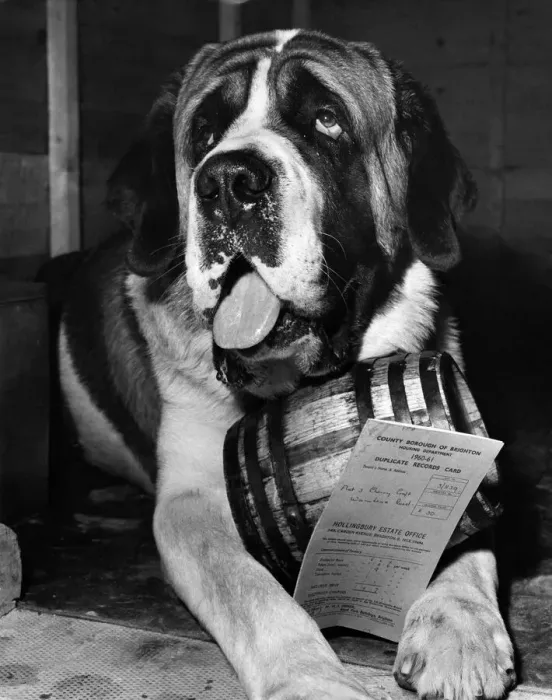 Framed Print : Simon the St Bernard displays his rent book and his brandy barrel. July 1960 P007395 Framed Print : Simon the St Bernard displays his rent book and his brandy barrel. July 1960 P007395