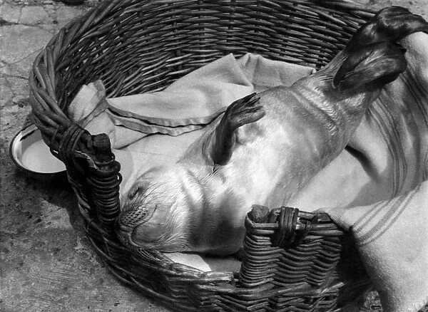Sinbad sleeps peacefully in his basket. For his sake don