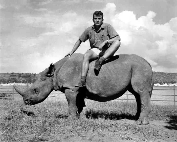 Framed Print : Sinclair Dunnett and Rhino. In Tanzania. February 1966 P000628 Framed Print : Sinclair Dunnett and Rhino. In Tanzania. February 1966 P000628