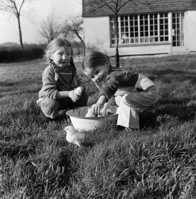 Framed Print : Sisters Mary (left) and Ann Weller playing with baby chicks at Downley Hill Farm