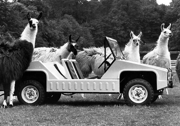 Sivas new nippy Llama- with some of its slower namesakes. June 1974