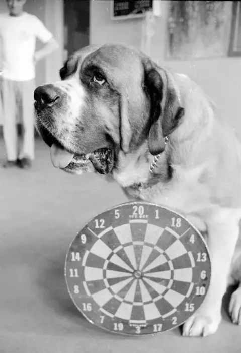 Framed Print : Sixteen stone St. Bernard dog Sebastian with his ownwe wearing a full size dart board Framed Print : Sixteen stone St. Bernard dog Sebastian with his ownwe wearing a full size dart board