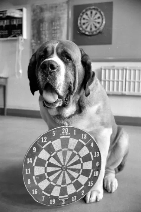 Framed Print : Sixteen stone St. Bernard dog Sebastian with his ownwe wearing a full size dart board Framed Print : Sixteen stone St. Bernard dog Sebastian with his ownwe wearing a full size dart board