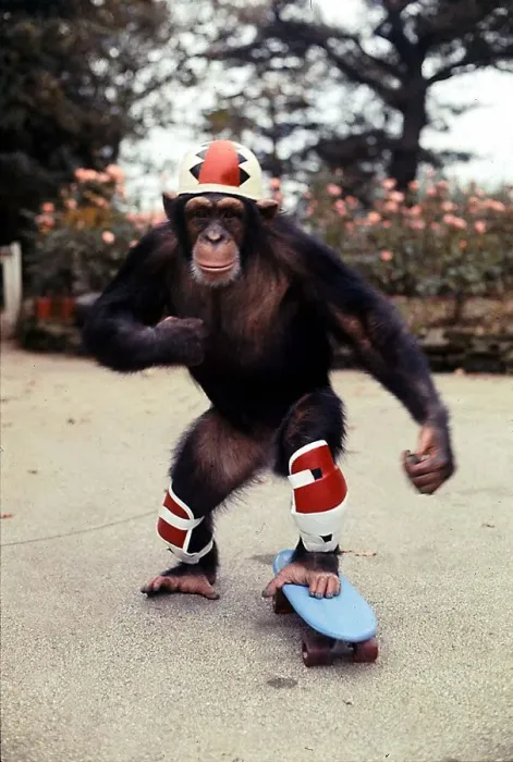 Framed Print : Skateboarding chimp Noddy'at Twycross Zoo 6 years old November Framed Print : Skateboarding chimp Noddy'at Twycross Zoo 6 years old November