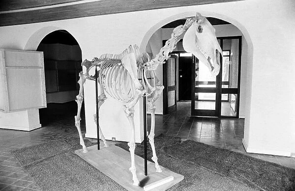 Skeleton of Racing legend Arkle on display at the Irish Horse Museum in Tully