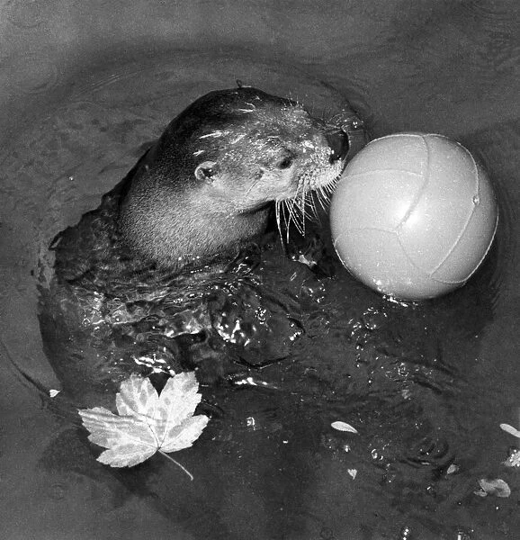Skipper the otter seen here on the ball in the pool at the Children Zoo in Crystal