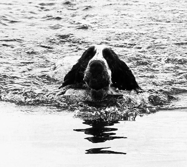Skye the St Bernard Dog swimming 1983