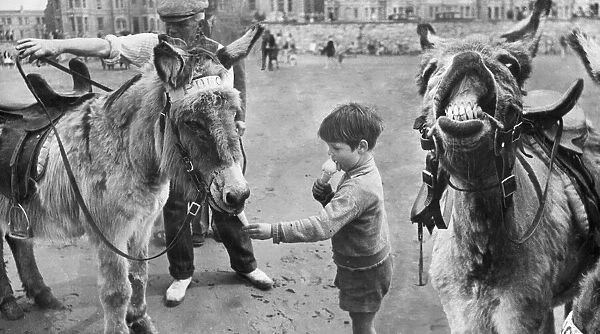 A small boy enjoys a ice cream cone with the donkey rides on the beach at a south coast
