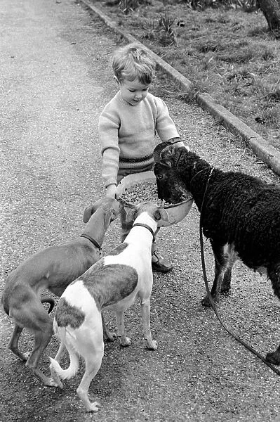 Small boy feeding goat. 1960 C79-001