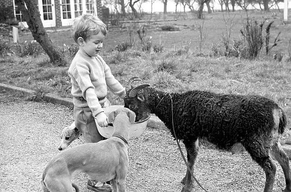 Small boy feeding goat. 1960 C79-002