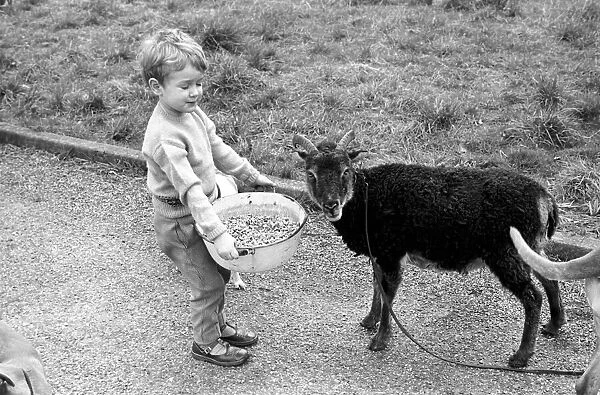 Small boy feeding goat. 1960 C79-003