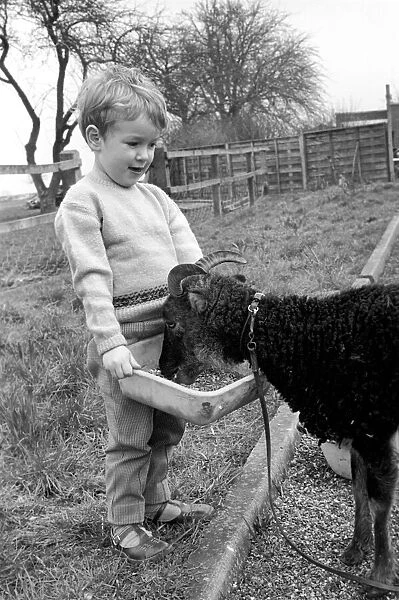 Small boy feeding goat. 1960 C79-005