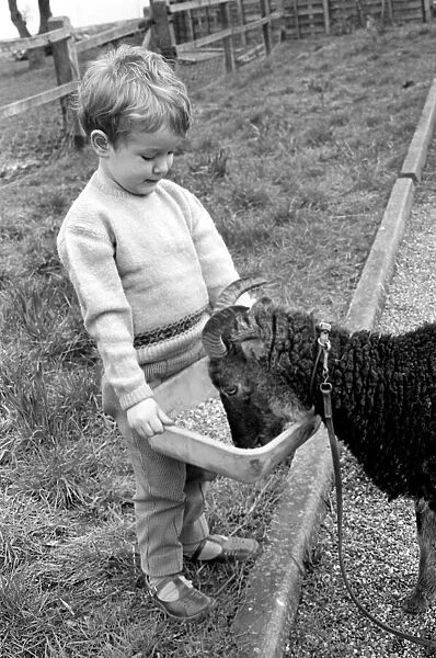 Small boy feeding goat. 1960 C79