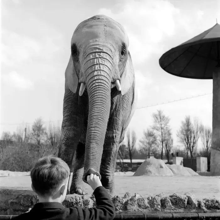 Framed Print : Small boy feeds peanuts to a elephant at London Zoo: 1959 Framed Print : Small boy feeds peanuts to a elephant at London Zoo: 1959