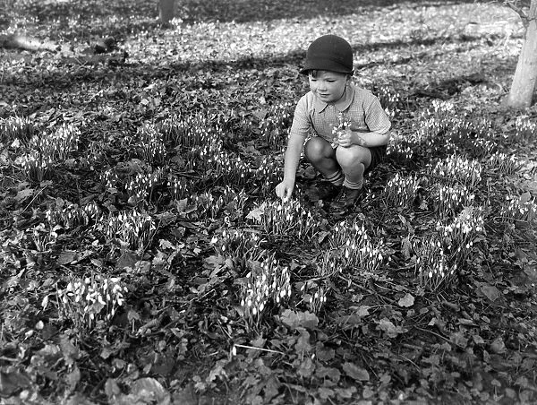 A small boy picking Snowdrops in the woods Circa 1948